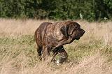 FILA BRASILEIRO 134